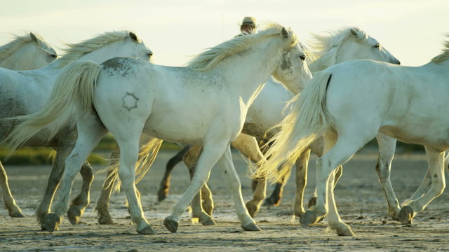 Cowboy France Camargue animal horses running freedom
