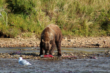 Grizzlybär