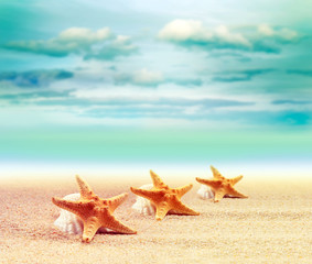 Fototapeta na wymiar Starfishes on the summer beach