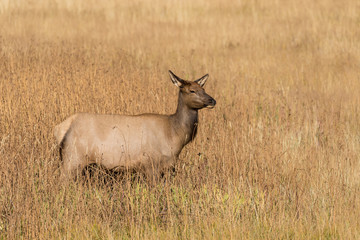 Cow Elk