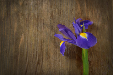 Beautiful iris flower on wooden background, copy space