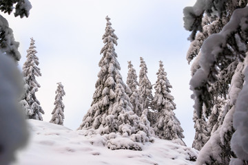 Snow-covered firs