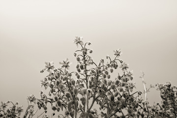 Borage plants, medicinal plant - image with copy space - toned image