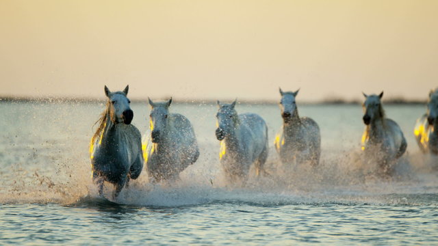Horse running Camargue animal France sunrise freedom travel