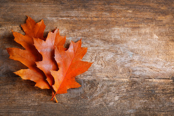 Naklejka na ściany i meble Oak leaves on wooden background, close up
