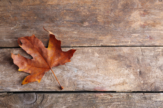 Dry maple leaf on wooden background