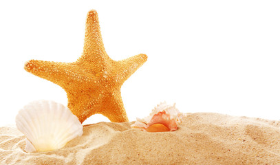 Fototapeta na wymiar Starfish and shells on sand against white background
