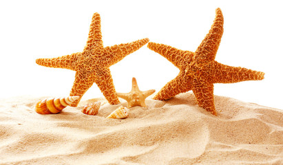 Fototapeta na wymiar Starfishes and shells on sand against white background