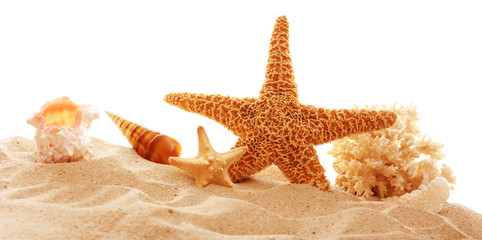 Fototapeta na wymiar Starfish, coral and shells on sand against white background