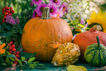 Autumn harvest garden pumpkin fruits colorful flowers plants