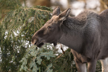 Elch, Elk, Alces alces