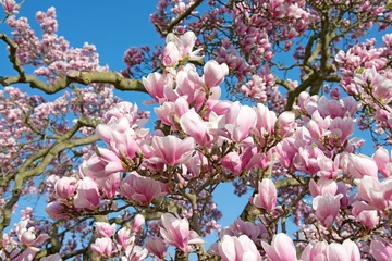 Gartenposter Magnolie Magnolien - Magnolia