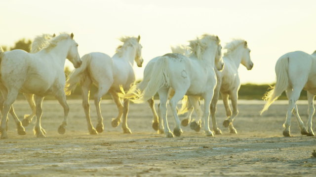 Cowboy France Camargue sun flare animal horses running travel