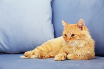 Cute red cat laying on grey sofa
