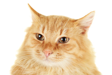 Fluffy red cat isolated on white background, close up