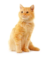 Foto auf Acrylglas Katze Nette rote Katze isoliert auf weißem Hintergrund