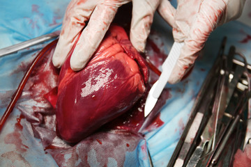 Heart and medical tools on operating table closeup