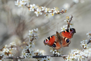 peacock butterfly Inachis io  © butterfly-photos.org
