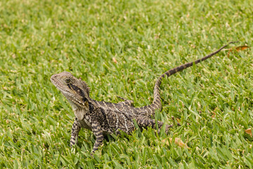 Australian water dragon basking on grass