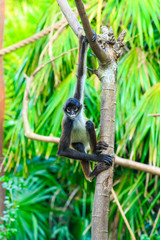 Fototapeta premium Spider monkey on a tree