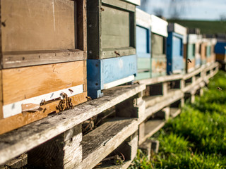 Bienenk&auml;sten im warmen Winter