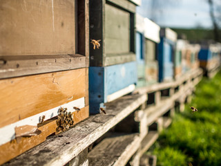 Bienenkästen im warmen Winter