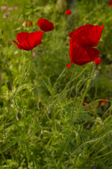 Red poppies