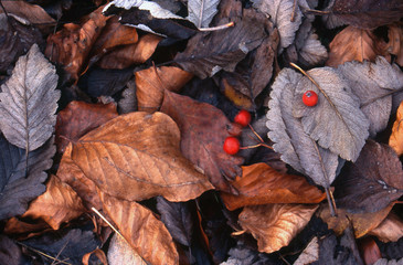 Fototapeta Jesienny obrazek obraz