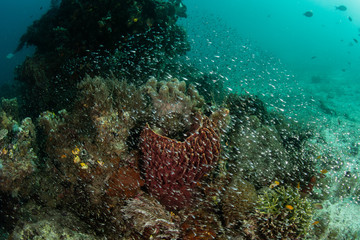 Fototapeta na wymiar Diverse Reef and Juvenile Fish