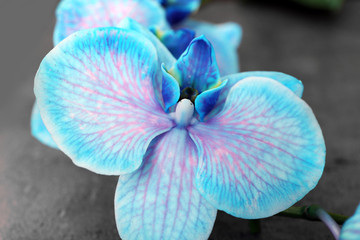 Beautiful blue orchid flowers on grey background, close up