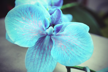 Blue orchid close-up