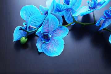 Beautiful blue orchid flowers on black background, close up