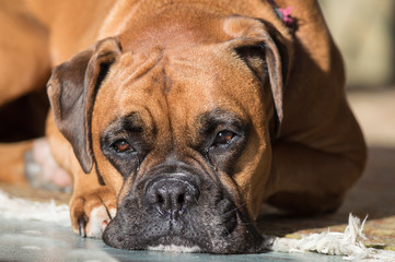 adult boxer dog