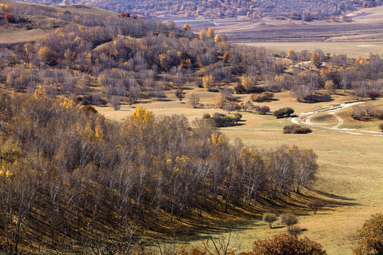 View of forests in Inner Mongolia