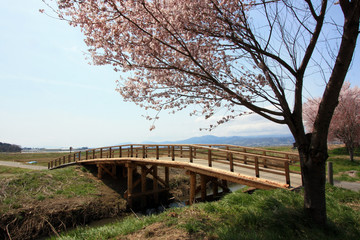 桜と木製の橋