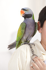 Little boy playing with a pet parrot