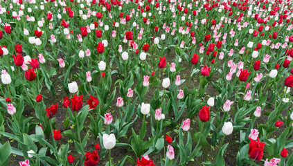 colourful tulips flowers season garden