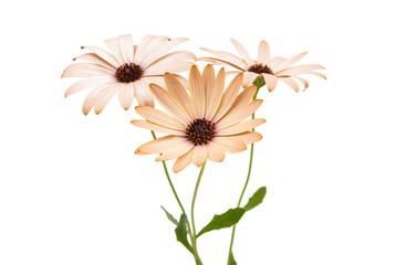Osteospermum Daisy or Cape Daisy Flower Flower