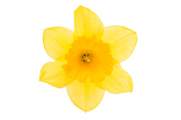 fleur jaune jonquille