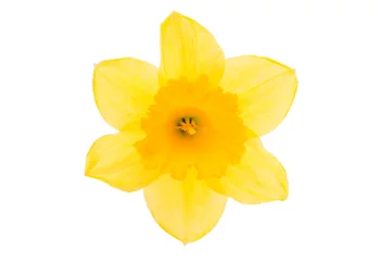 Crédence de cuisine en verre imprimé Narcisse fleur jaune jonquille