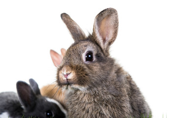 Rabbits 