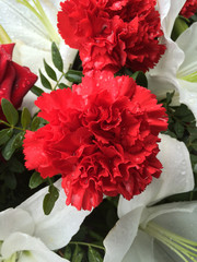 Close up of beautiful pretty carnations. 