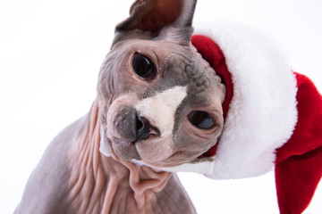 Portrait of Sphynx cat in holiday hat
