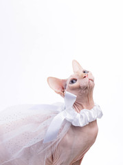 Sphynx cat on white background in bridal veil