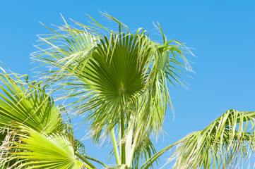 Palm Leaves, view from below