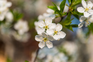 Spring blooming cherry branch