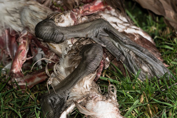 Detail of dead mute swan (Cygnus olor) feet. A swan which has fallen prey to a fox, showing large, strong feet adapted to swimming

