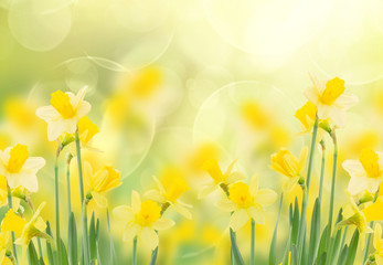 spring growing daffodils in garden
