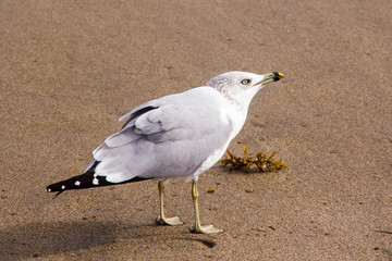 villain seagull on the sand
