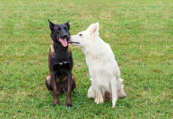 Dog tenderness on the grass.